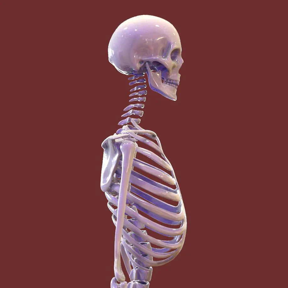 3D model of a human skeleton on a red background