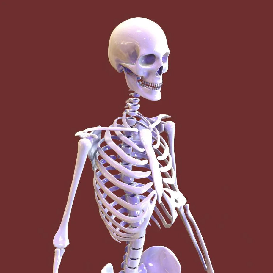 3D model of a human skeleton on a red background