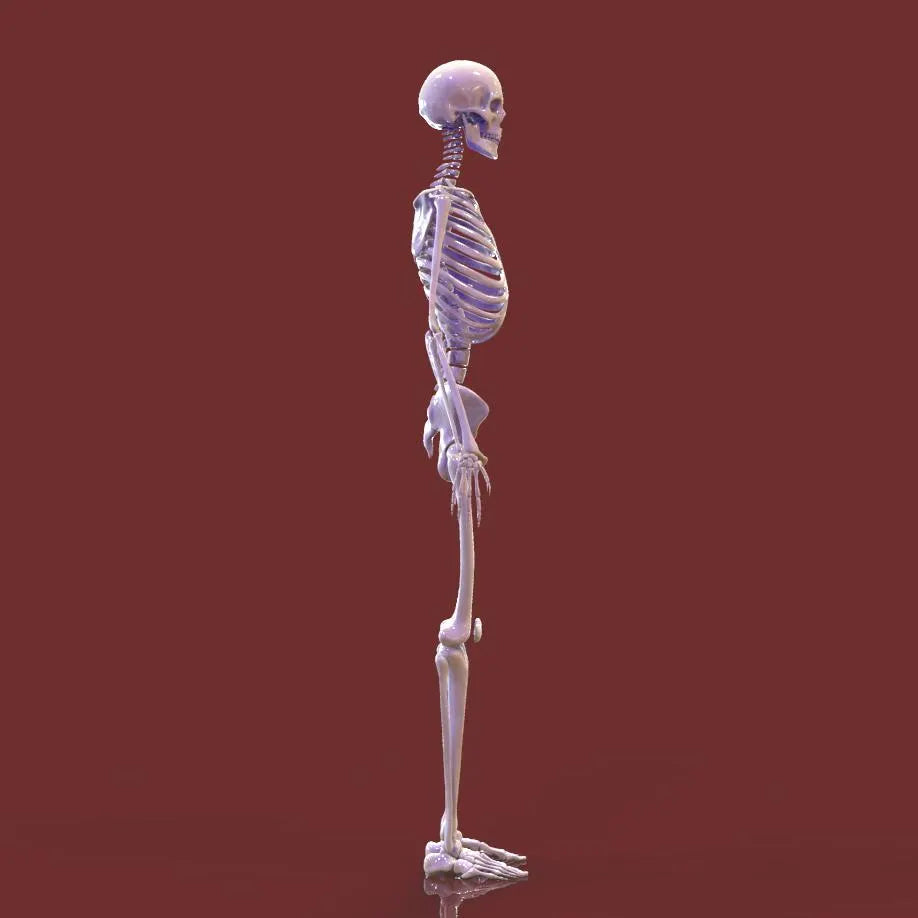 Human Skeleton 3D Printing STL Files - 3D Statue Design for 3D Printer