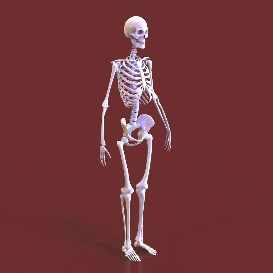 3D model of a human skeleton on a red background