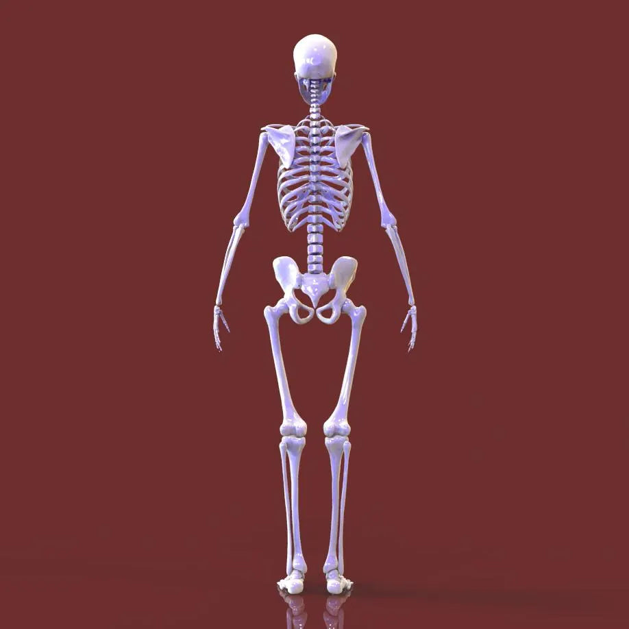 3D model of a human skeleton on a brown background