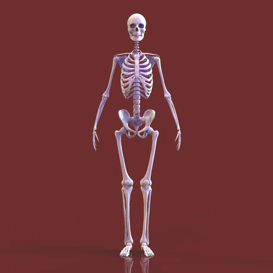 3D model of a human skeleton on a red background
