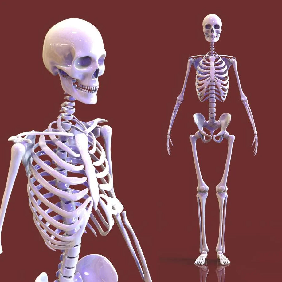 human skeleton 3d printing model