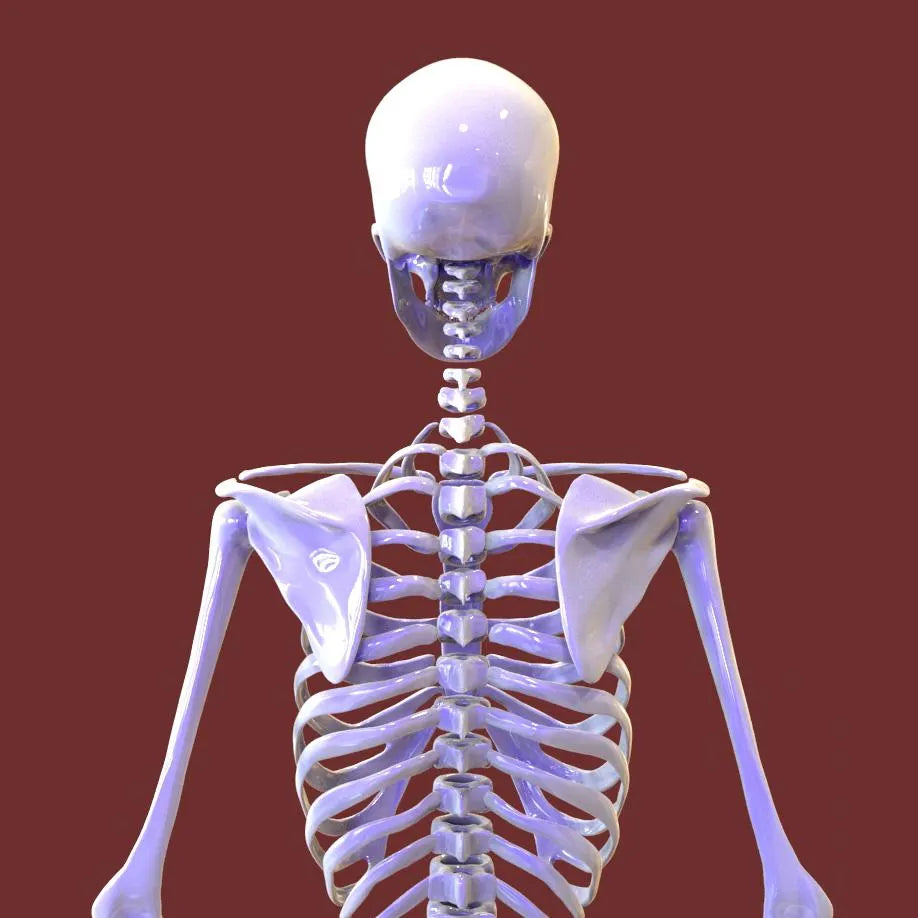 Human Skeleton 3D Printing STL Files - 3D Statue Design for 3D Printer