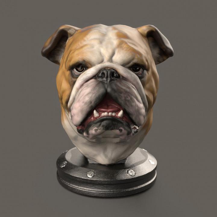 Bulldog bust sculpture on a gray background